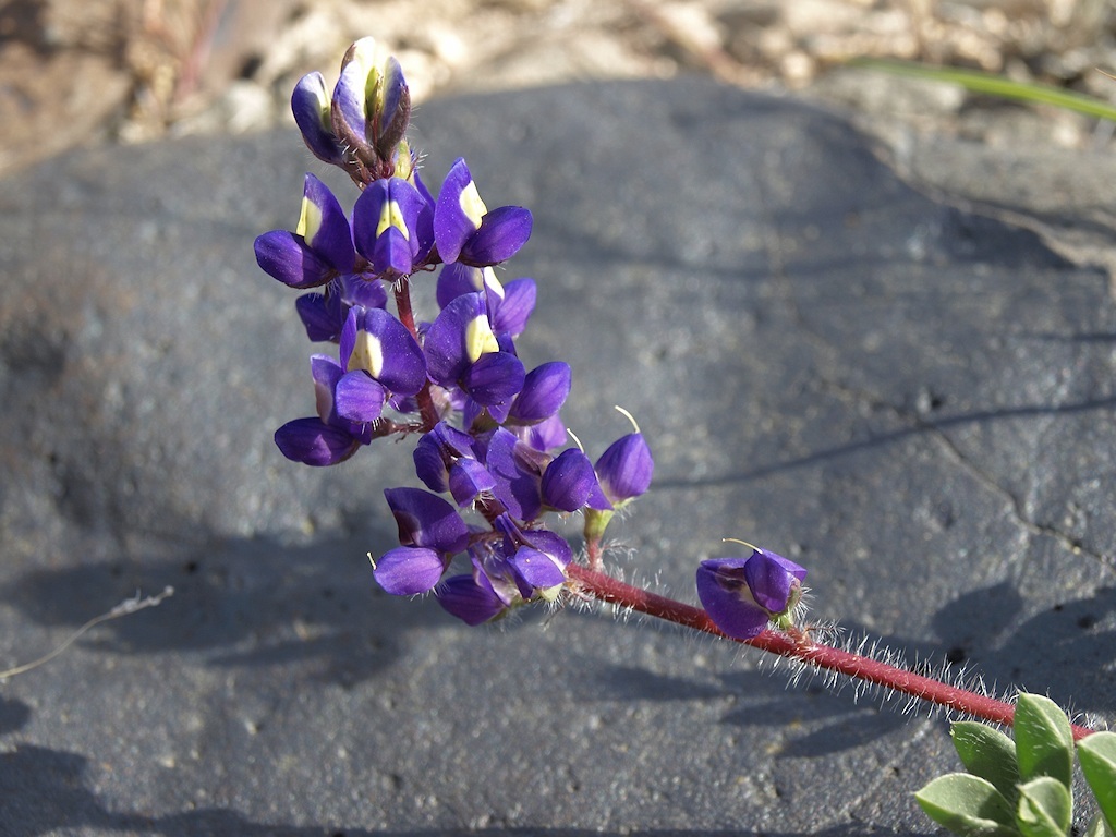 Imagem de Lupinus flavoculatus A. Heller