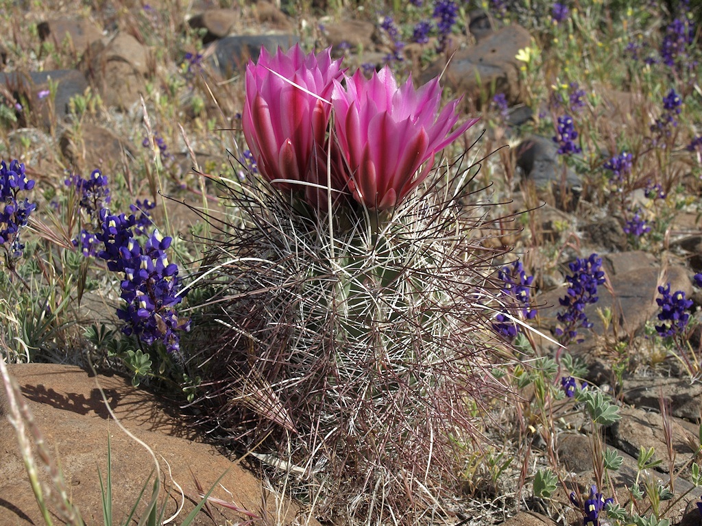 Image de Sclerocactus polyancistrus (Engelm. & J. M. Bigelow) Britton & Rose