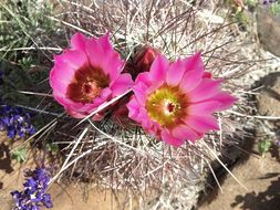 Image de Sclerocactus polyancistrus (Engelm. & J. M. Bigelow) Britton & Rose