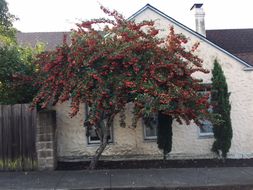 Image of Parney cotoneaster