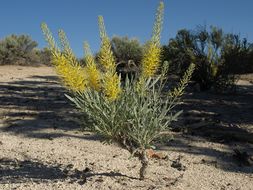 Image of desert princesplume