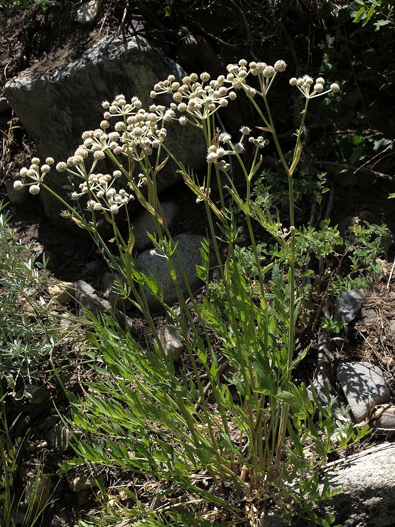 Image de <i>Sphenosciadium capitellatum</i>