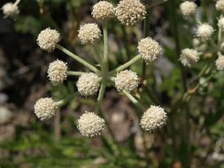 Image de <i>Sphenosciadium capitellatum</i>