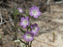 Image of threadleaf phacelia