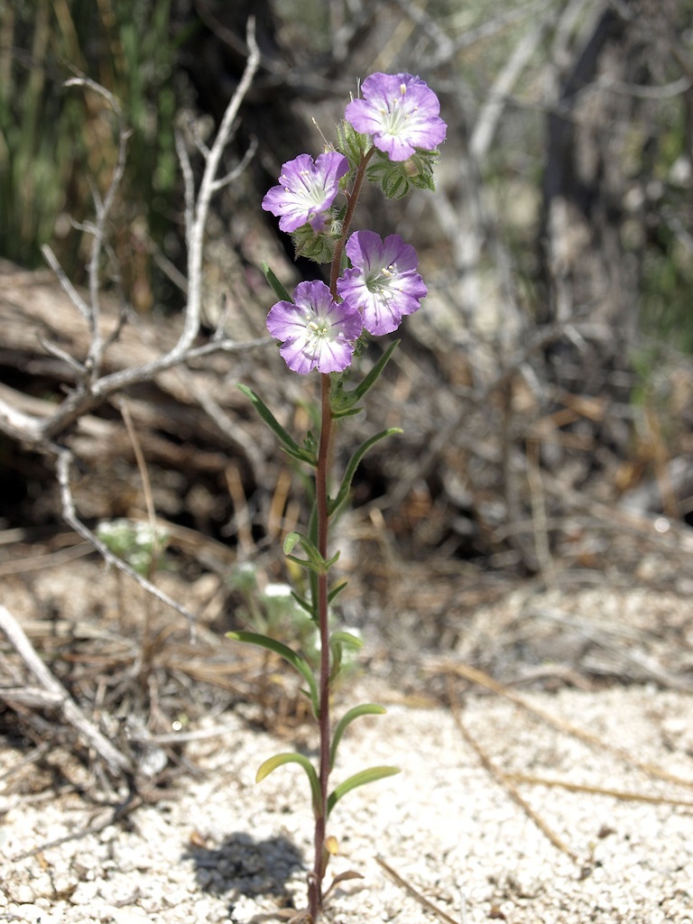 Image of threadleaf phacelia