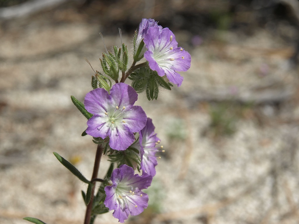 Image of threadleaf phacelia