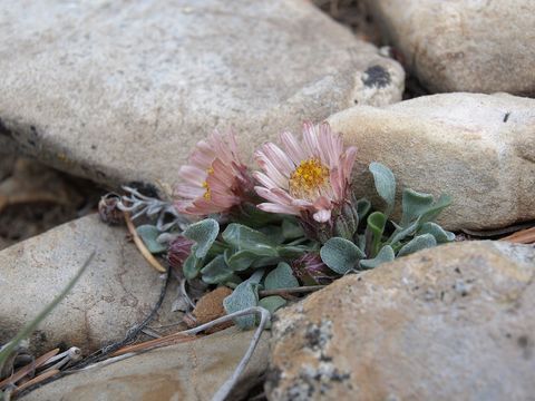 Image of tufted Townsend daisy