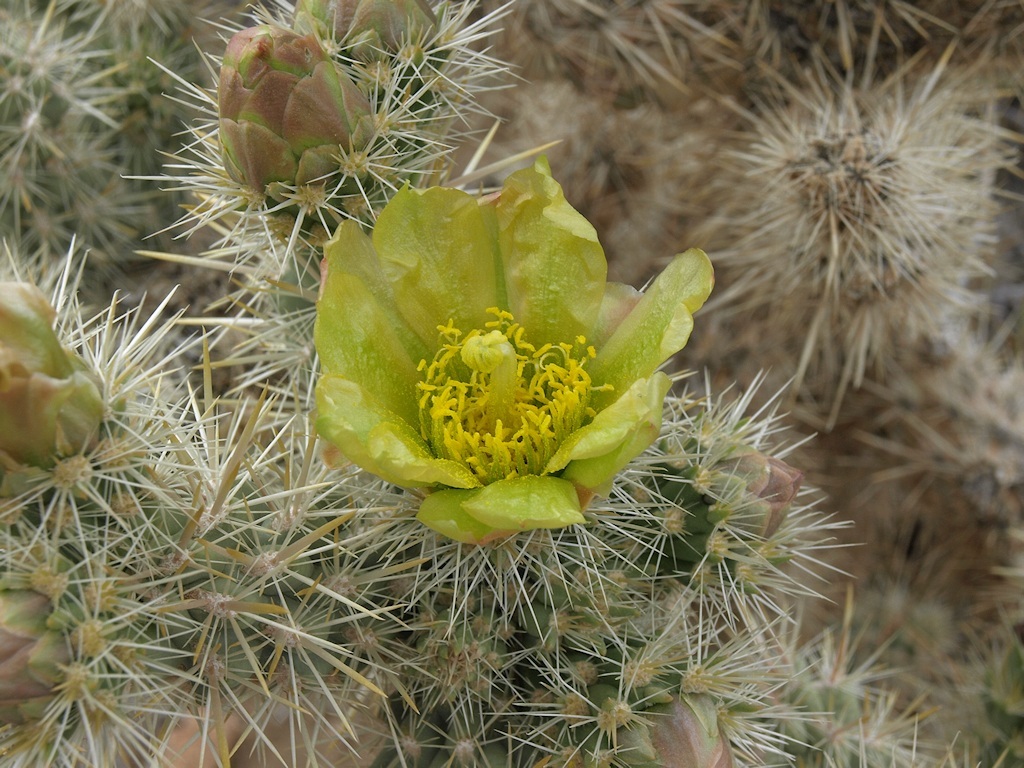 Image de Cylindropuntia echinocarpa (Engelm. & J. M. Bigelow) F. M. Knuth