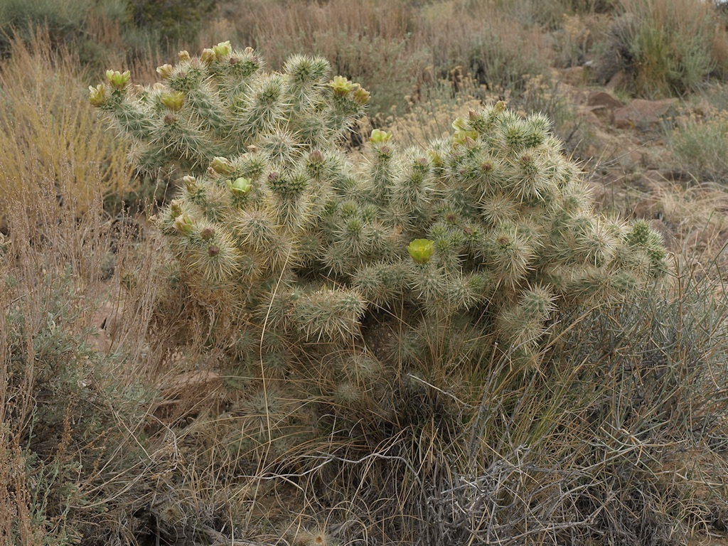 Image de Cylindropuntia echinocarpa (Engelm. & J. M. Bigelow) F. M. Knuth