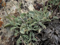 Image of pinyon beardtongue