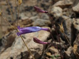 Image of pinyon beardtongue