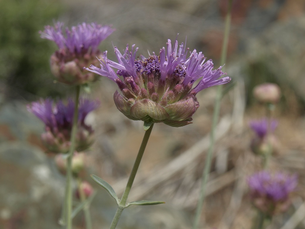 صورة <i>Monardella linoides</i> ssp. <i>sierrae</i>