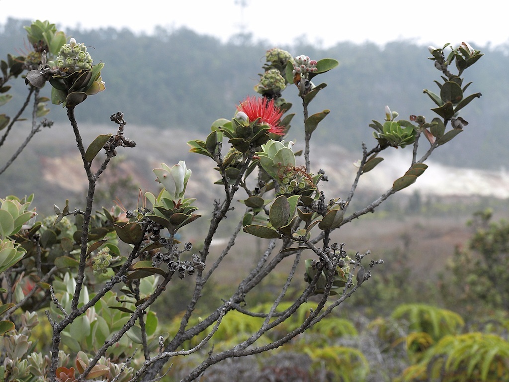 Image of 'ohi'a lehua