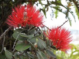 Image of 'ohi'a lehua