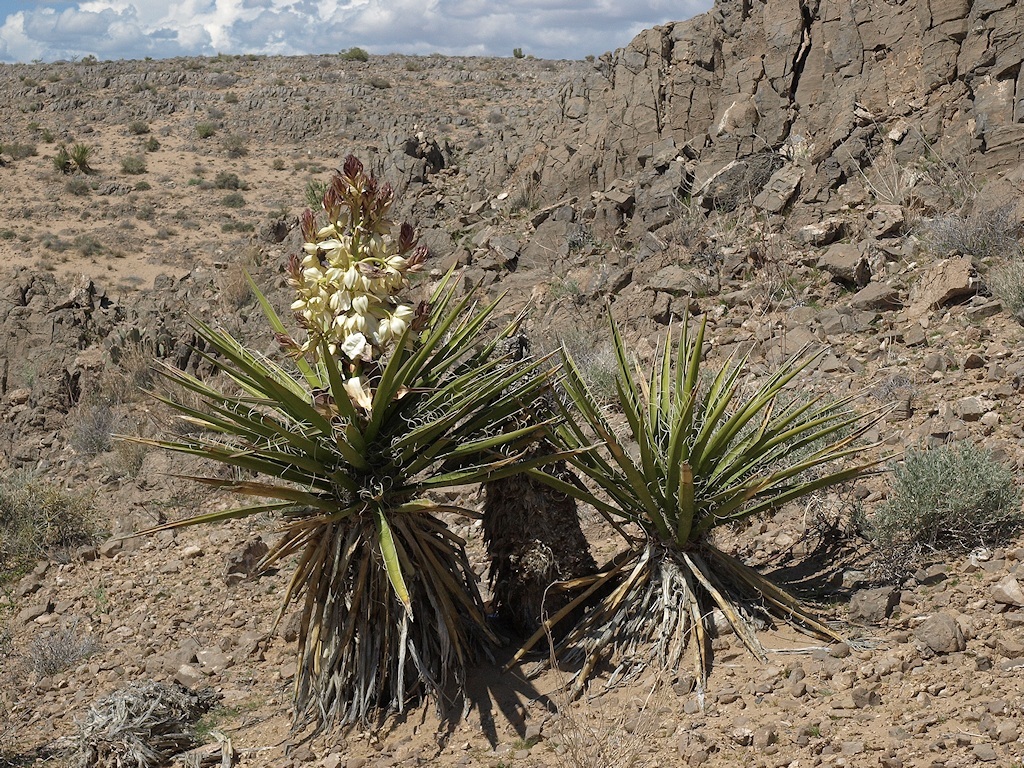 Image of Mojave yucca