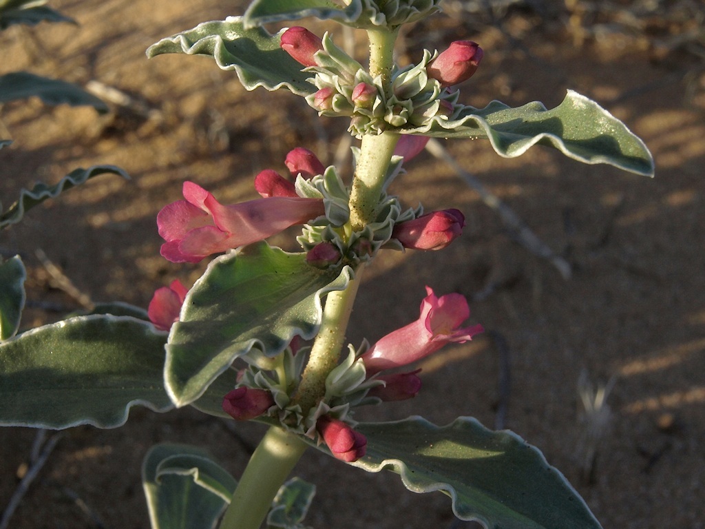 Image de Penstemon albomarginatus M. E. Jones