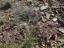 Image of Inyo Locoweed