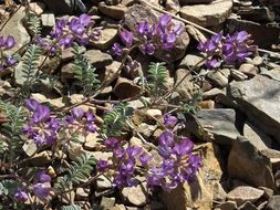 Image of Inyo Locoweed