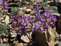 Image of Inyo Locoweed