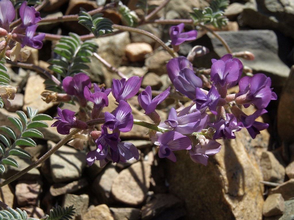 Image of Inyo Locoweed