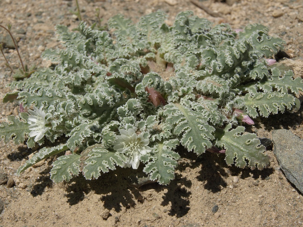 Glyptopleura marginata Eaton resmi