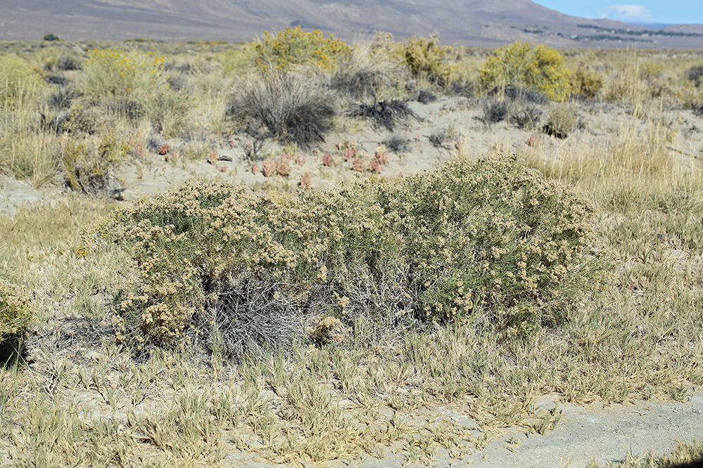 Image of whiteflower rabbitbrush