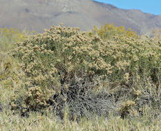 Plancia ëd Ericameria albida (M. E. Jones ex A. Gray) L. C. Anderson