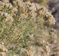 Plancia ëd Ericameria albida (M. E. Jones ex A. Gray) L. C. Anderson