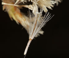 Image of whiteflower rabbitbrush