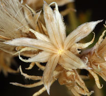 Image of whiteflower rabbitbrush