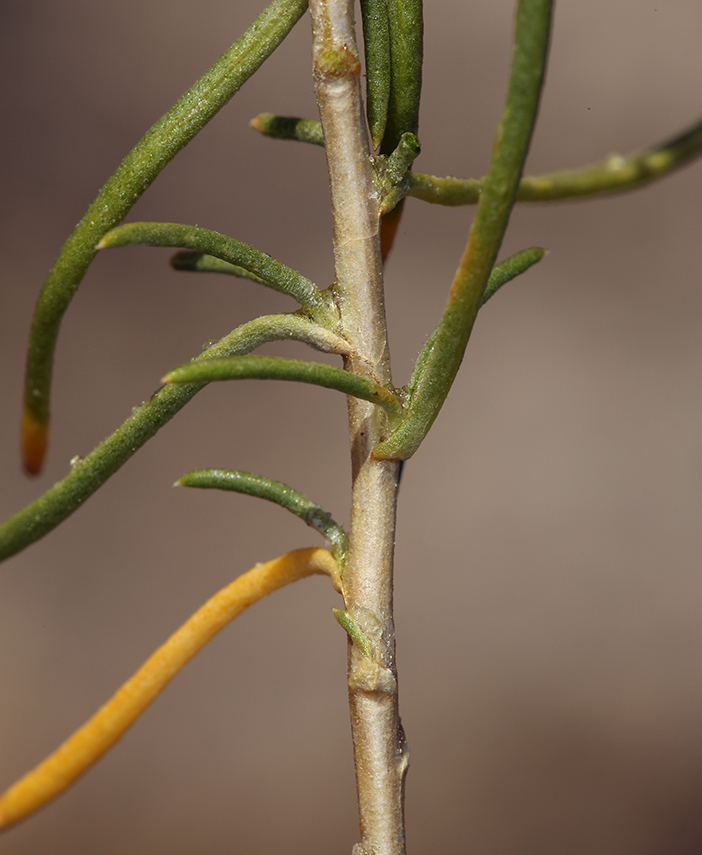 Plancia ëd Ericameria albida (M. E. Jones ex A. Gray) L. C. Anderson