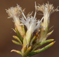 Plancia ëd Ericameria albida (M. E. Jones ex A. Gray) L. C. Anderson