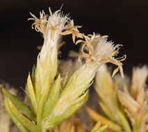 Image of whiteflower rabbitbrush