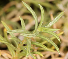 Image of whiteflower rabbitbrush