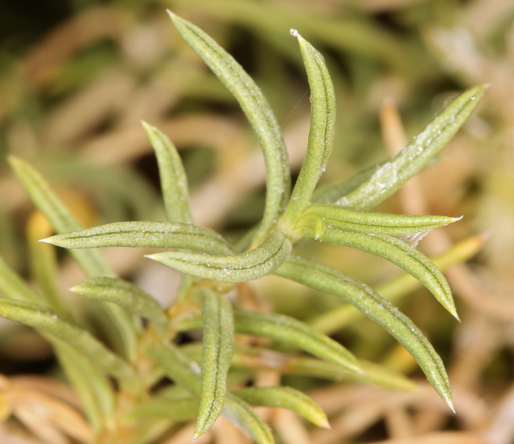 Plancia ëd Ericameria albida (M. E. Jones ex A. Gray) L. C. Anderson