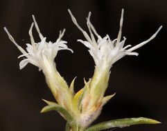 Image of whiteflower rabbitbrush