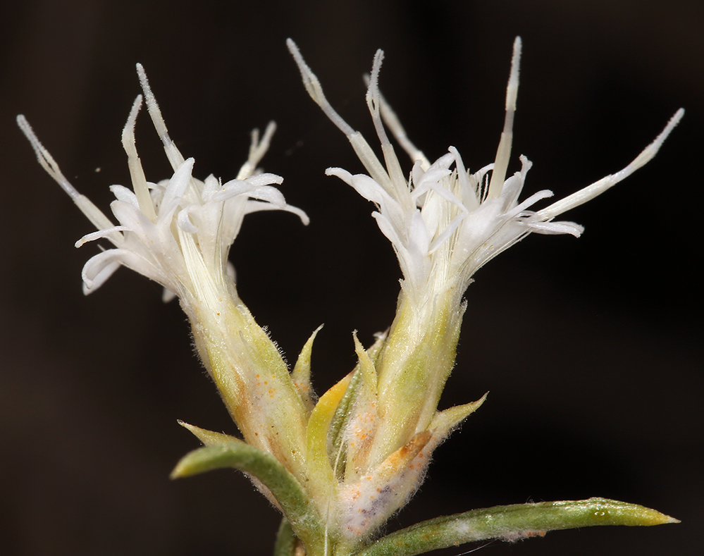 Plancia ëd Ericameria albida (M. E. Jones ex A. Gray) L. C. Anderson