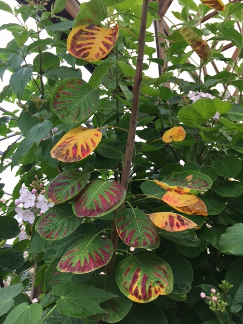 Image of European smoketree