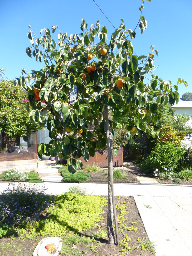 Image of japanese persimmon