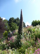 Plancia ëd Echium pininana Webb & Berth.