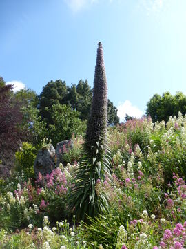 Imagem de Echium pininana Webb & Berth.