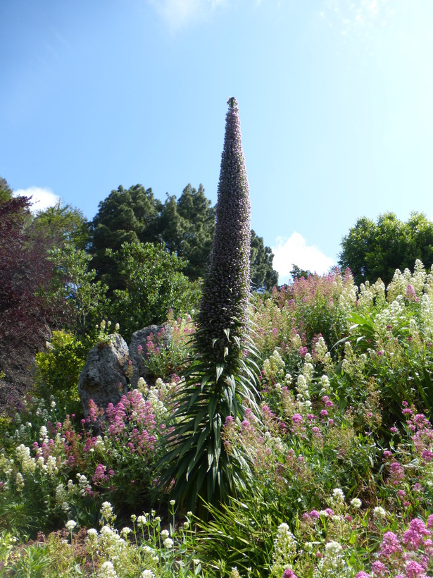 Echium pininana Webb & Berth.的圖片