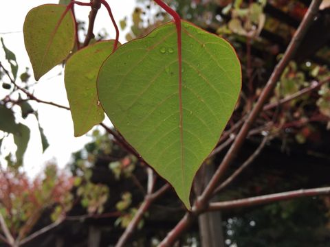 Image of Spurge