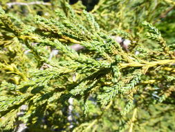 Image of Patagonian Cypress