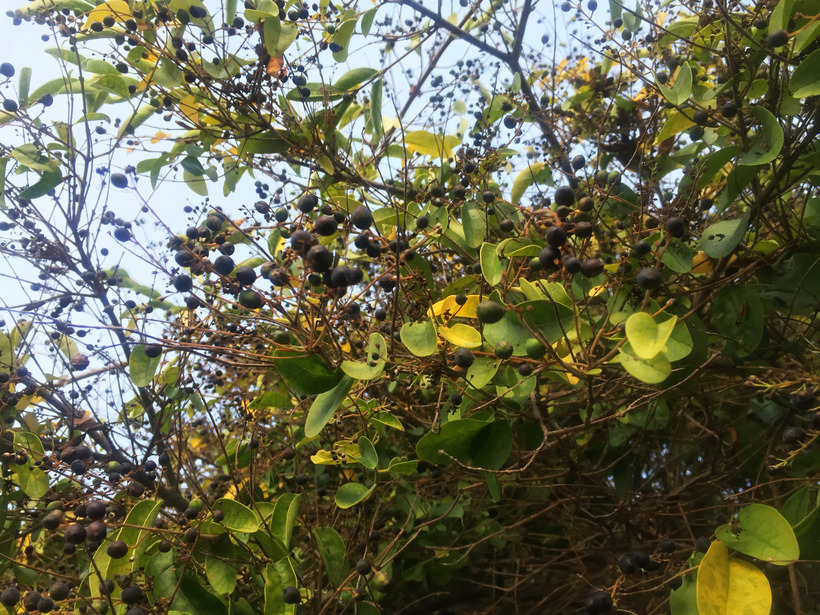 Слика од Ligustrum sinense Lour.