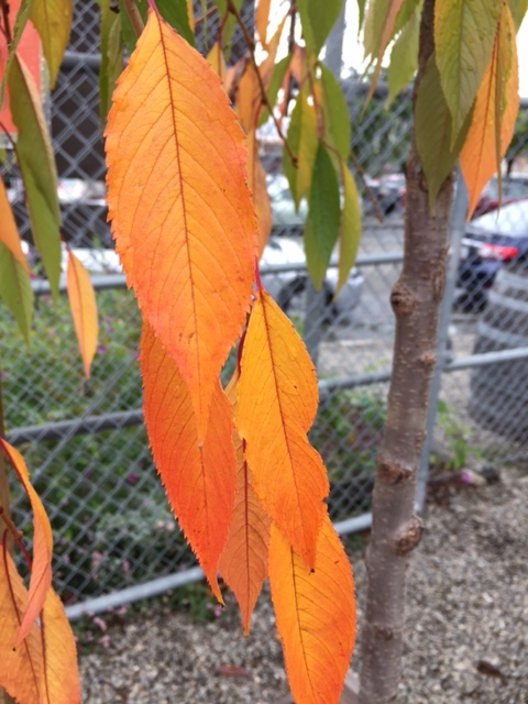 Plancia ëd Prunus subhirtella Miq.