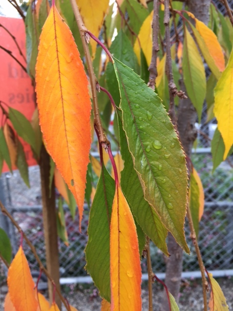 Plancia ëd Prunus subhirtella Miq.