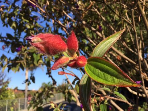 Imagem de Tibouchina urvilleana (DC.) Cogn.