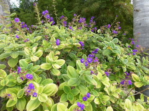 Imagem de <i>Tibouchina heteromalla</i>