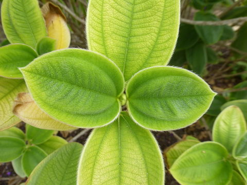 Imagem de <i>Tibouchina heteromalla</i>